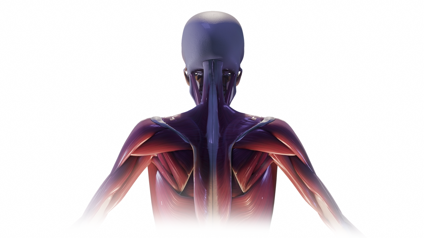 Homepage Trapezius2